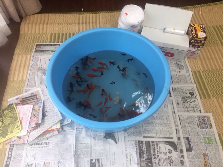 金魚すくい